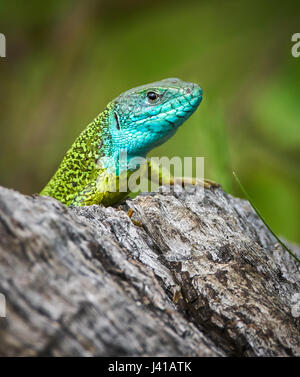 Emerald ibérique (lézard Lacerta schreiberi) sur une souche d'arbre dans l'herbe Banque D'Images