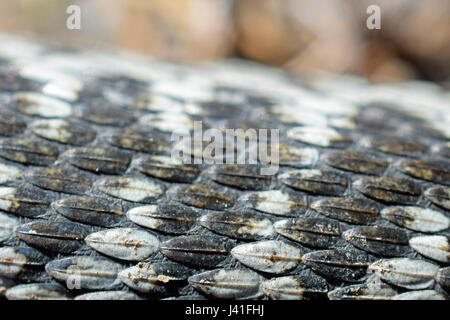 Close up de serpent, vipère Vipera berus, détail de la peau. Banque D'Images