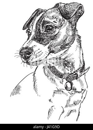Vector Portrait de chien Jack Russel terrier en couleur noir dessin Illustration sur fond blanc Illustration de Vecteur