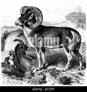 Le dessin de mouton Marco polo Banque D'Images