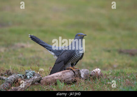 Close-up of cuckoo Cuculus canorus (oiseaux) à Surrey, UK Banque D'Images