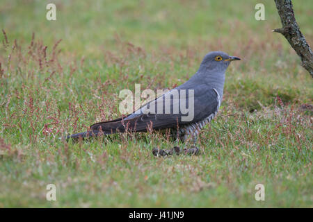 Close-up of cuckoo Cuculus canorus (oiseaux) à Surrey, UK Banque D'Images
