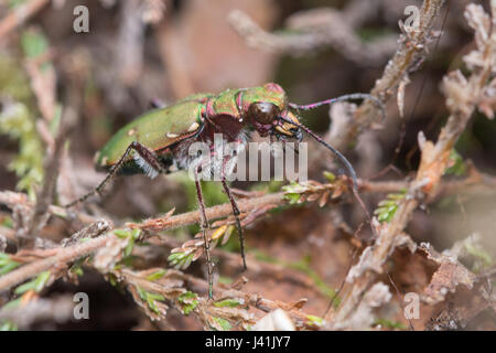 Gros plan du dendroctone du tigre vert (Cicindela campestris), Royaume-Uni Banque D'Images