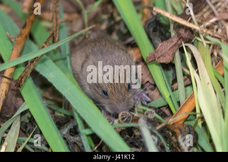 Les jeunes Campagnols terrain, également connu sous le nom de short-tailed campagnol des champs (Microtus agrestis) dans le nid Banque D'Images