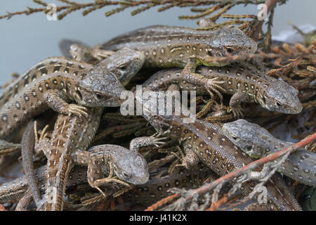 Les jeunes lézards sable élevés en captivité (Lacerta agilis) pour la réintroduction dans un site de landes à Surrey, UK Banque D'Images