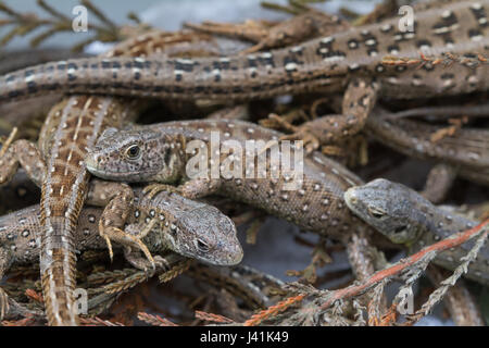 Les jeunes lézards sable élevés en captivité (Lacerta agilis) pour la réintroduction dans un site de landes à Surrey, UK Banque D'Images