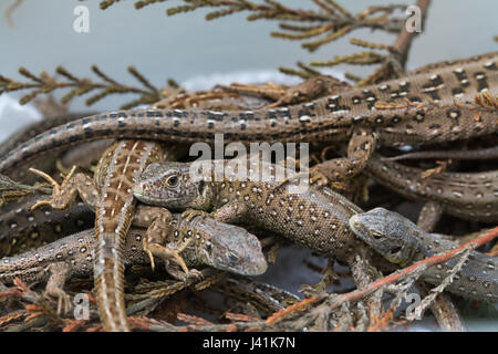 Les jeunes lézards sable élevés en captivité (Lacerta agilis) pour la réintroduction dans un site de landes à Surrey, UK Banque D'Images