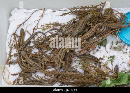 Les jeunes lézards sable élevés en captivité (Lacerta agilis) pour la réintroduction dans un site de landes à Surrey, UK Banque D'Images