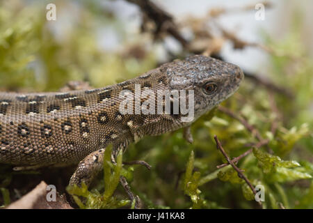 Close-up of young sand lizard (Lacerta agilis), l'un d'un certain nombre d'animaux d'être réintroduite dans un site géré par la lande à Surrey, UK Banque D'Images