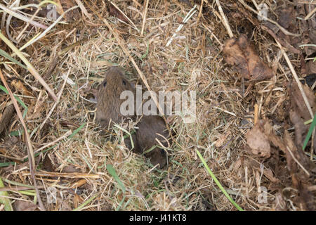 Les jeunes campagnols, également connu sous le nom de short-tailed campagnols (Microtus agrestis) dans leur nid Banque D'Images