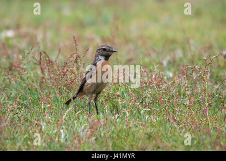 Stonechat femelle, également connu sous le nom de European stonechat (Saxicola rubicola) Banque D'Images