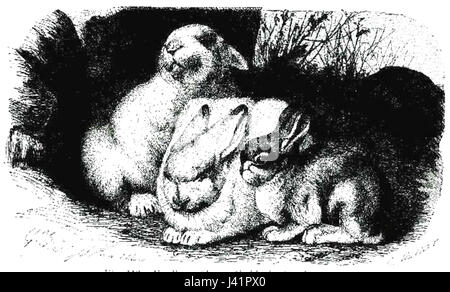 Lepus timidus, communément connu sous le nom de lièvre de montagne européen, est une espèce de lièvre trouvée dans les régions froides d'Europe et d'Asie. Il est connu pour ses changements de pelage saisonniers, devenant blanc en hiver pour se fondre avec les paysages enneigés, offrant un camouflage contre les prédateurs. Banque D'Images