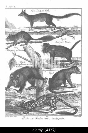 Ce travail fournit une description complète des espèces de mammifères, en se concentrant sur la classification et les caractéristiques de divers mammifères. C'est un texte clé dans l'étude de la mammalogie et de la zoologie. Banque D'Images