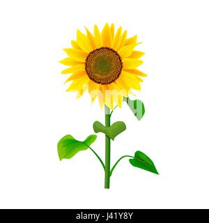 Fleurs de TOURNESOL Helianthus ou avec la tige et les feuilles isolées sur fond blanc Illustration de Vecteur