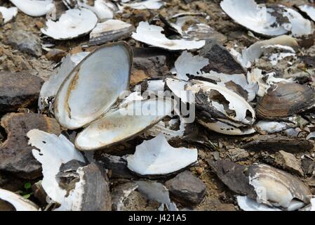 Les coquilles de moules d'eau douce vide la litière drainé Ryat Lynn banques réservoir à Glasgow, Écosse, Royaume-Uni Banque D'Images