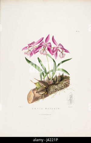 Une illustration de Laelia speciosa, classée à l'origine Laelia majalis, tirée des orchidées du Mexique et du Guatemala de Bateman, planche 23 (1840). L'image met en évidence les caractéristiques uniques de l'orchidée et les couleurs vibrantes. Banque D'Images