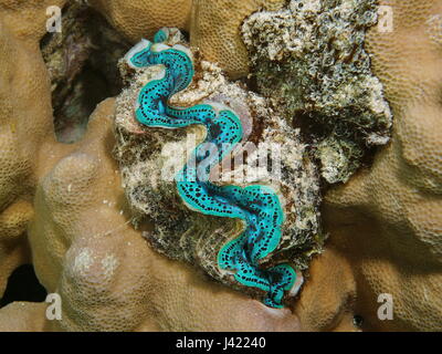 Mollusque bivalve marin sous l'eau, bleu un clam maxima Tridacna maxima, l'océan Pacifique, Bora Bora, Polynésie française Banque D'Images