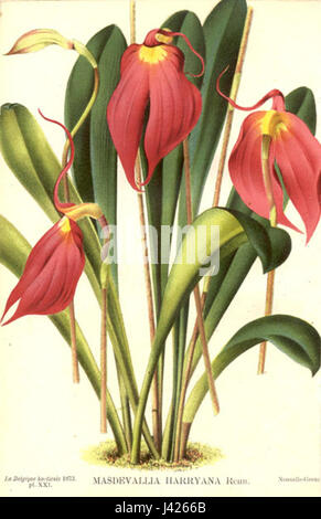 Masdevallia coccinea est une espèce d'orchidée originaire des hauts plateaux d'Amérique du Sud. Connue pour ses fleurs rouges vibrantes, cette orchidée prospère dans des environnements frais et montagneux, poussant souvent dans les forêts nuageuses. C'est une espèce populaire parmi les amateurs d'orchidées en raison de son aspect frappant et des exigences de soins relativement faciles pour la culture dans des conditions contrôlées. Banque D'Images