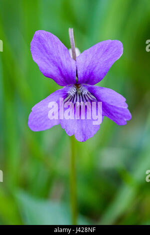 Chien courant violet (Viola riviniana) fleur. Barton Bois, Parc National d'Exmoor, Somerset, Angleterre. Banque D'Images