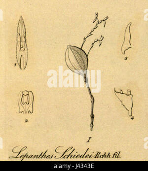 Une illustration de 'Lepanthes schiedei', une espèce d'orchidée, telle que représentée dans 'Xenia Orchidacea' volume 1, planche 50, figures I et 1-4, publiée en 1858. Banque D'Images