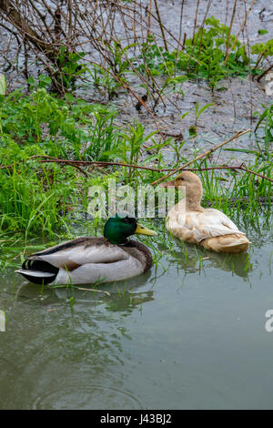 Couple de mallards, drake, poule malard domestique (Anas platyrhynchos) nageant ensemble, feral, canard malard leucistique, canard dabbling, malard blond. Banque D'Images