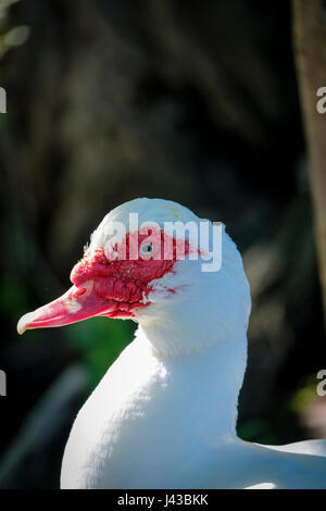 Canard de Barbarie blanc (Cairina moschata), portrait, close-up, le visage, le canard sauvage, homme, canard de Barbarie drake, looking at camera. Banque D'Images