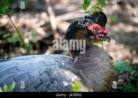 Gris, Gris canard de Barbarie (Cairina moschata), portrait, close-up, le visage, le canard sauvage, homme, noir, canard de Barbarie drake crest, caruncling rouge. Banque D'Images