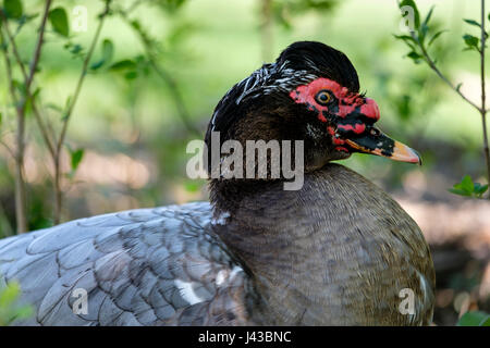 Gris, Gris canard de Barbarie (Cairina moschata), portrait, close-up, le visage, le canard sauvage, homme, noir, canard de Barbarie drake crest, caruncling rouge. Banque D'Images