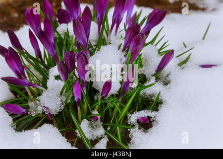 Le premier crocus dans la neige au début du printemps dans la neige Crocus mauve Banque D'Images