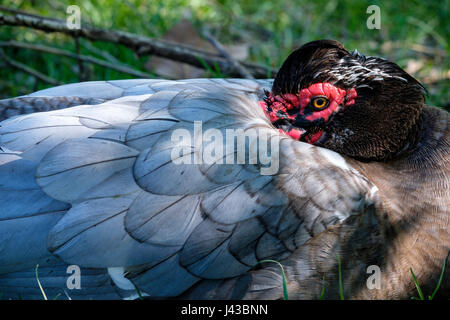 Gris, Gris, bleu canard de Barbarie drake (Cairina moschata), portrait, close-up, le visage, le canard sauvage, homme, noir, rouge, caruncling crest looking at camera. Banque D'Images