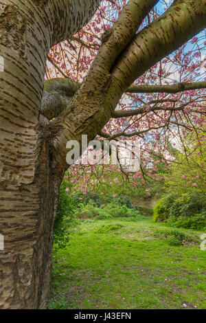 Détails sur le tronc d'un cerisier Prunus serrulata kwanzan à Jesmond Dene Park à Newcastle, UK tourné sur un après-midi de printemps Avril Banque D'Images