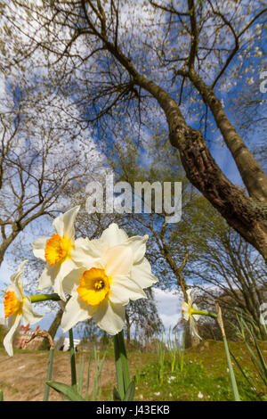 Low angle view of white fleurs jonquilles sous les arbres sous le soleil d'après-midi de printemps dans le parc de location à Newcastle, UK Banque D'Images