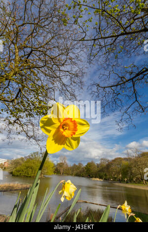 Low angle view of a yellow daffodil flower sous des arbres avec étang à l'arrière-plan sous le soleil d'après-midi de printemps dans le parc de location à Newcastle, UK Banque D'Images