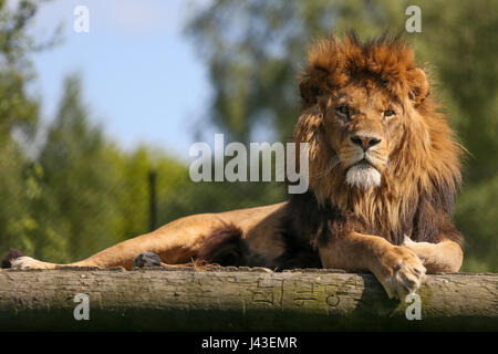 Lion à Knowsley Safari, Prescot, Royaume-Uni Banque D'Images