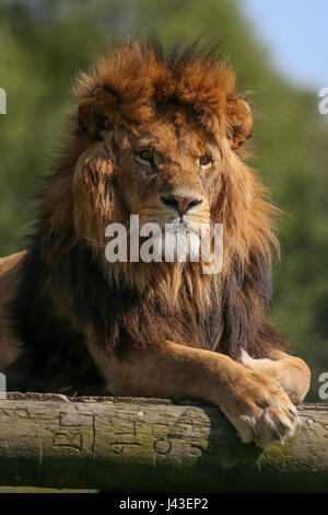 Lion à Knowsley Safari, Prescot, Royaume-Uni Banque D'Images