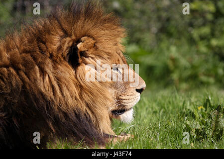 Close-up of a Lion à Knowsley Safari, Prescot, Royaume-Uni Banque D'Images