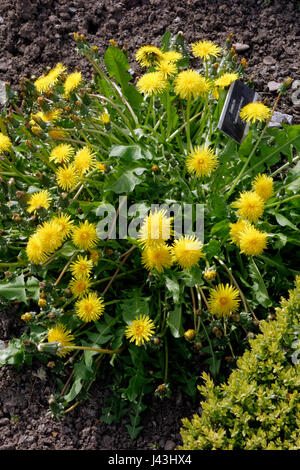 Le pissenlit Taraxacum officinale Physic Garden, Bridgend, Vale of Glamorgan, Pays de Galles, Royaume-Uni. Banque D'Images
