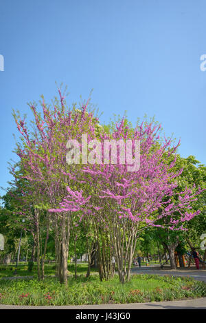 Cercis siliquastrum arbre de Judée- dans le printemps ! Banque D'Images