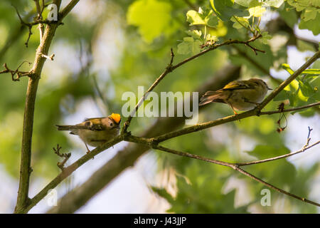 Paire d'goldcrests (Regulus regulus) sur une branche. Le plus petit oiseau de la famille des Sylviidae, avec affichage impressionnant gold crest Banque D'Images