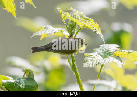 « Récent (Phylloscopus collybita) perché sur ronce. Petit brun-olive orangée dans la famille Sylviidae pour chasser les insectes parmi les sous-bois Banque D'Images