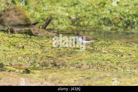 Chevalier grivelé (Actitis hypoleucos commun) sur la boue. Petit brun et blanc oiseau échassier de la famille des Anatidés, déménagement nord lors de l'adoption de printemps Banque D'Images