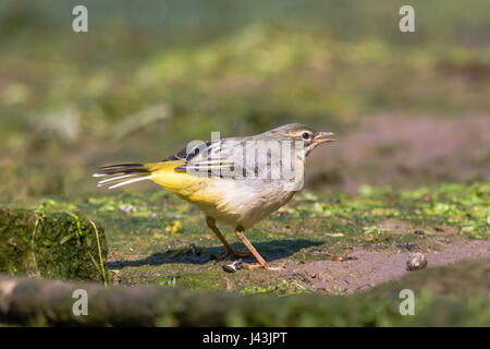 Bergeronnette des ruisseaux (Motacilla cinerea) appelant naissante. Dans la famille des oiseaux juvéniles Motacillidae, appelant à la société mère pour l'alimentation Banque D'Images