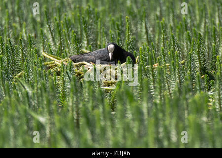 Foulque macroule (Fulica atra) assis sur son nid parmi la végétation aquatique. L'eau noire de la famille des Rallidae sur son nid construit du matériel végétal Banque D'Images