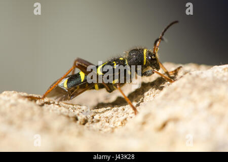 Wasp beetle (Clytus arietis). Une guêpe jaune et noir imiter dans la famille Cerambycidae, affichage de mimétisme Batesian Banque D'Images