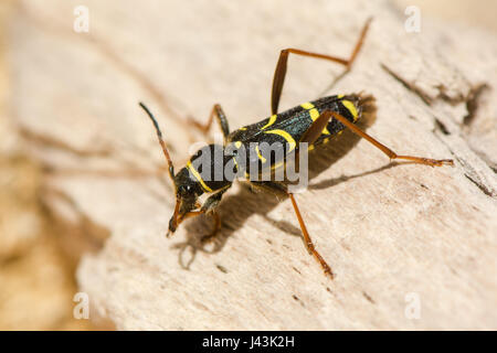 Wasp beetle (Clytus arietis). Une guêpe jaune et noir imiter dans la famille Cerambycidae, affichage de mimétisme Batesian Banque D'Images