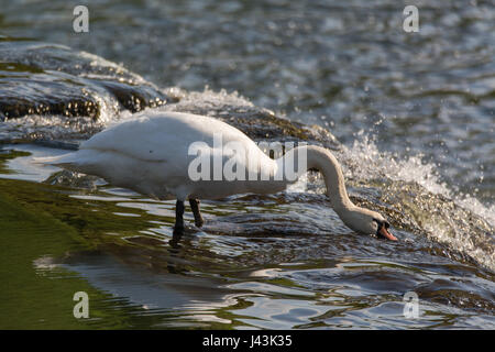 Mute swan (Cygnus olor) se nourrissant de haut de cascade. Grand mâle pour les invertébrés de nourriture dans les eaux vives sur Weir de rivière Avon, Royaume-Uni Banque D'Images