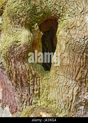 Close-up d'un ancien tronc d'arbre de chêne avec un grand trou. Banque D'Images