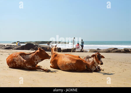 Les vaches portant sur la plage de la mer à Vagator, Goa, Inde Banque D'Images