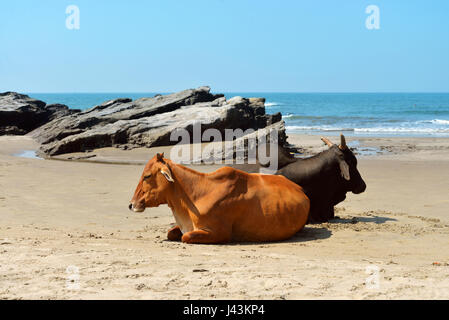 Les vaches portant sur la plage de la mer à Vagator, Goa, Inde Banque D'Images