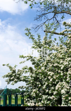 Fleur de mai sur la politique commune de l'aubépine, Crataegus monogyna. Banque D'Images